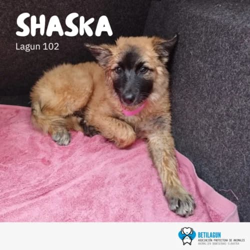 Shaska – en preadopción, Mixed Breed (Betilagun)