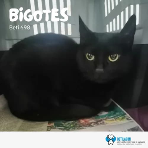 Bigotes – en preadopción, Mixed Breed (Betilagun)