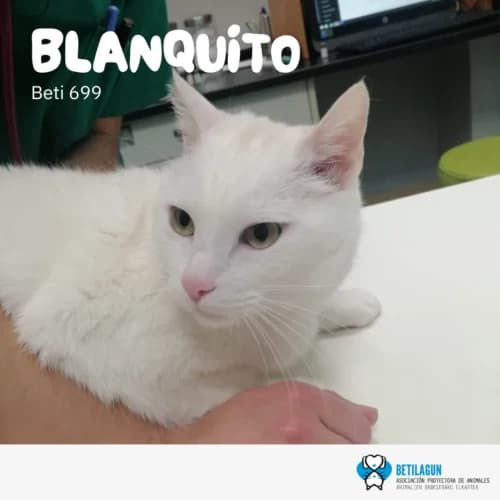 Blanquito – en preadopción, Mixed Breed (Betilagun)