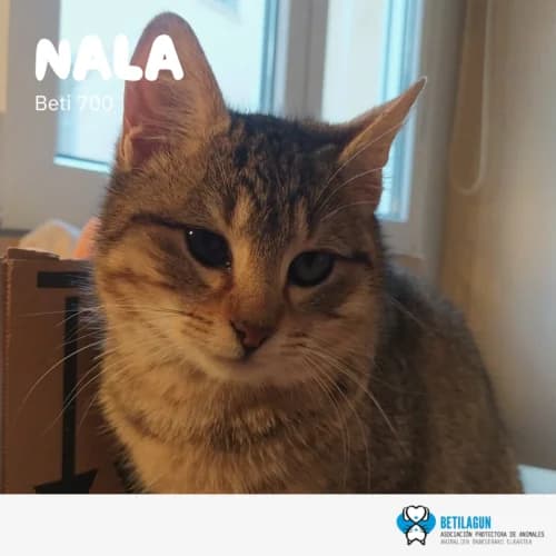 Nala, Mixed Breed (Betilagun)