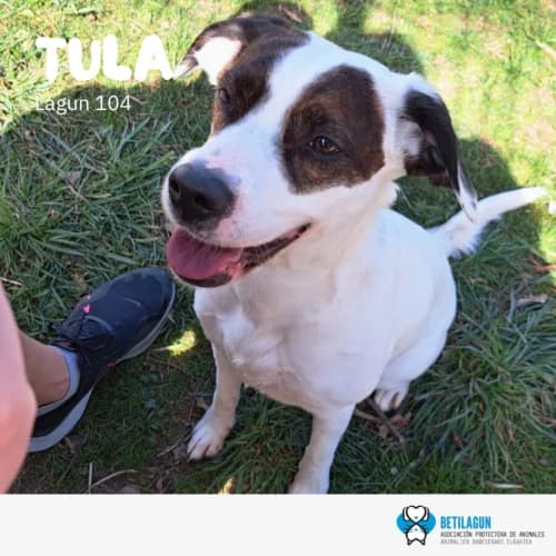 Tula – en preadopción, Mixed Breed (Betilagun)
