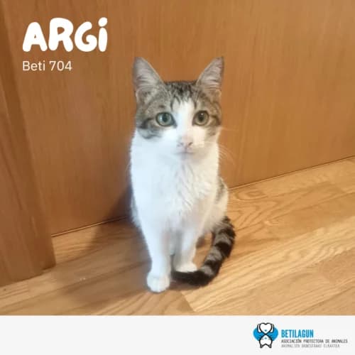 Argi – en preadopción, Mixed Breed (Betilagun)