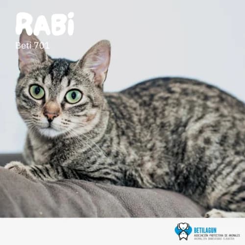 Rabi – en preadopción, Mixed Breed (Betilagun)