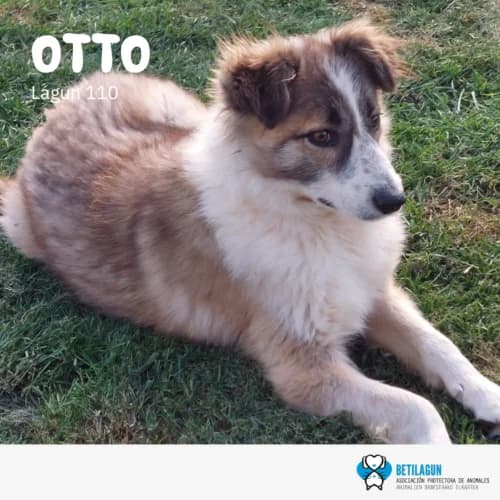 Otto –,  Mixed Breed for adoption at Betilagun