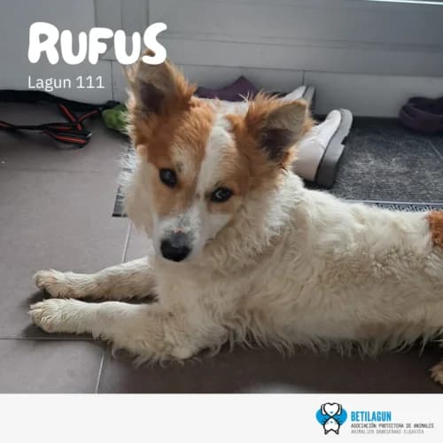 Rufus – en preadopción, Mixed Breed (Betilagun)