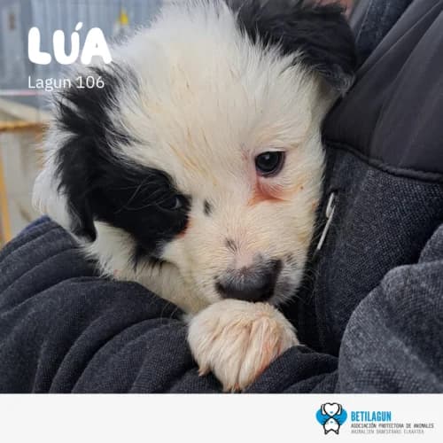 Lúa – en preadopción, Mixed Breed (Betilagun)