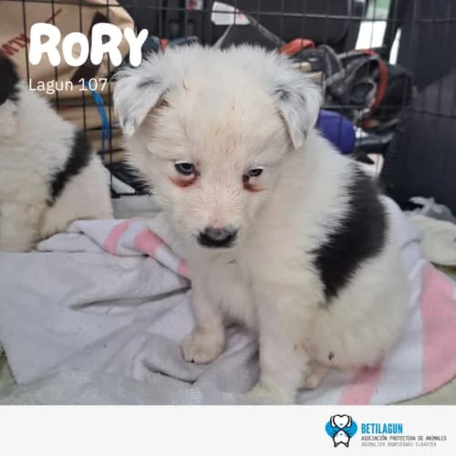 Rory – en preadopción, Mixed Breed (Betilagun)