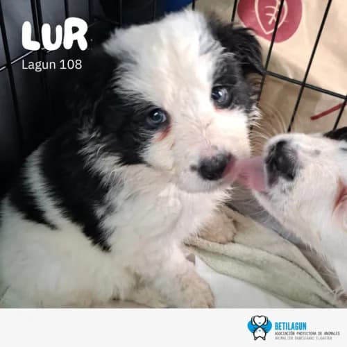 Lur – en preadopción, Mixed Breed (Betilagun)