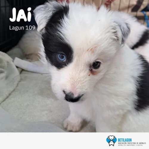 Jai, Mixed Breed (Betilagun)