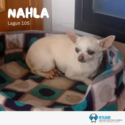 Nahla – en preadopción, Mixed Breed (Betilagun)