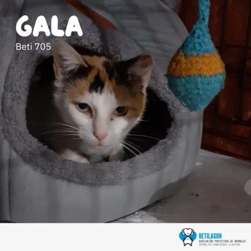 Gala –, Mixed Breed (Betilagun)