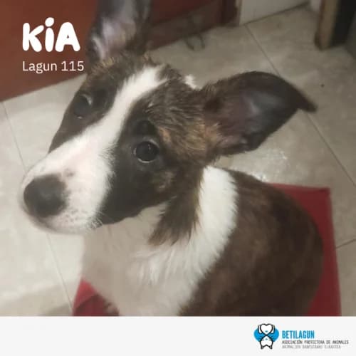 Kia – en preadopción, Mixed Breed (Betilagun)