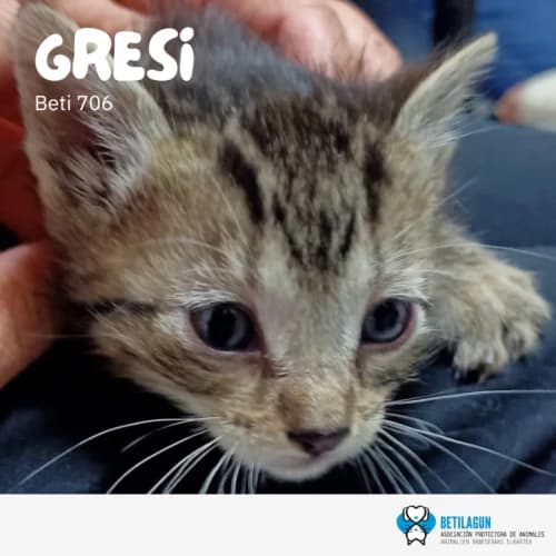 Gresi, Mixed Breed (Betilagun)