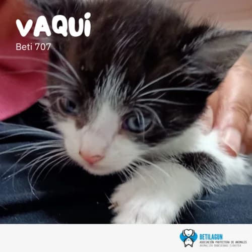 Vaqui, Mixed Breed (Betilagun)