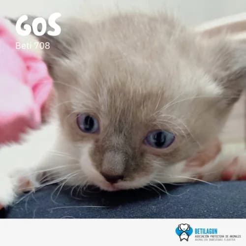 Gos, Mixed Breed (Betilagun)