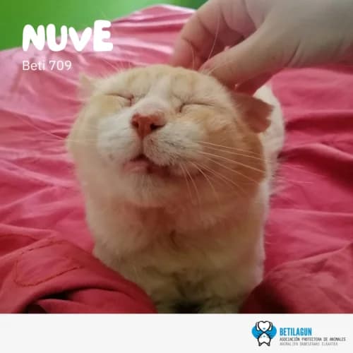 Nuve – en preadopción, Mixed Breed (Betilagun)