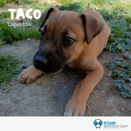 Taco – en preadopción, Mixed Breed (Betilagun)