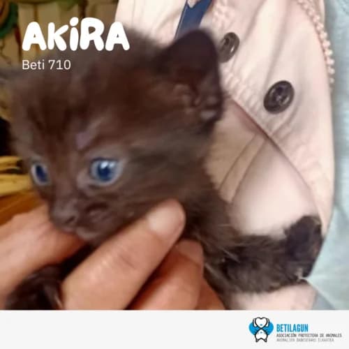 Akira – en preadopción, Mixed Breed (Betilagun)