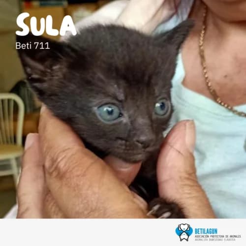 Sula, Mixed Breed (Betilagun)