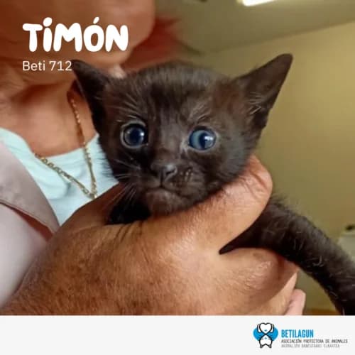 Timón – en preadopción, Mixed Breed (Betilagun)
