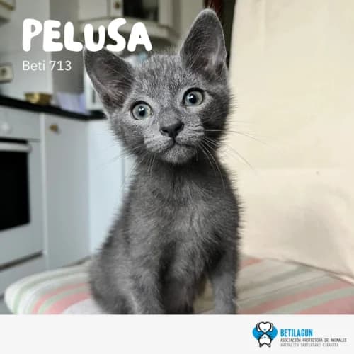 Pelusa –, Mixed Breed (Betilagun)
