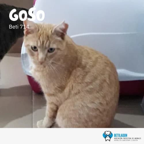 Goso –, Mixed Breed (Betilagun)