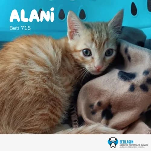 Alani –, Mixed Breed (Betilagun)