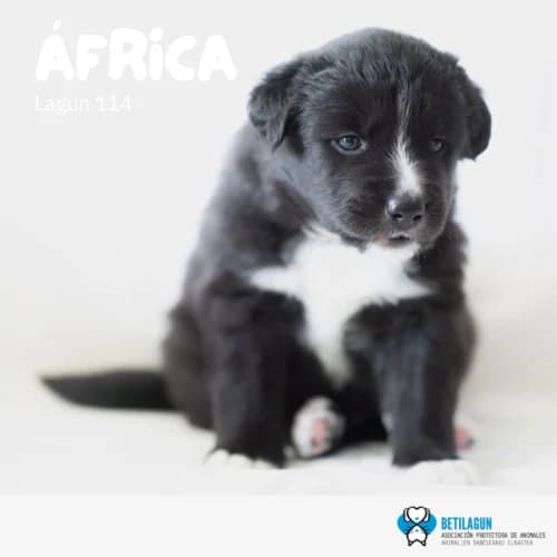 África –,  Mixed Breed for adoption at Betilagun