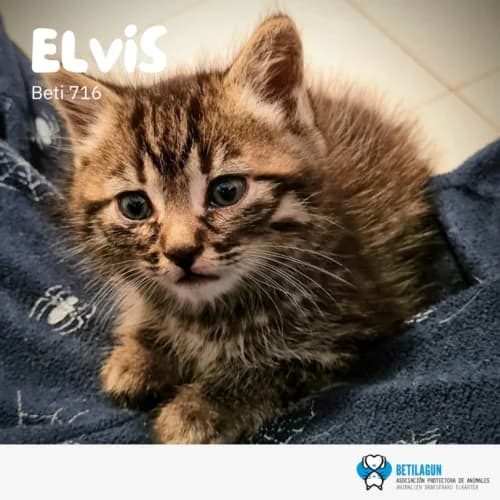 Elvis – en preadopción, Mixed Breed (Betilagun)