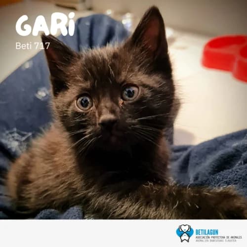Gari – en preadopción, Mixed Breed (Betilagun)