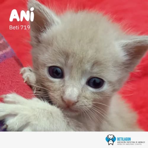Ani – en preadopción, Mixed Breed (Betilagun)