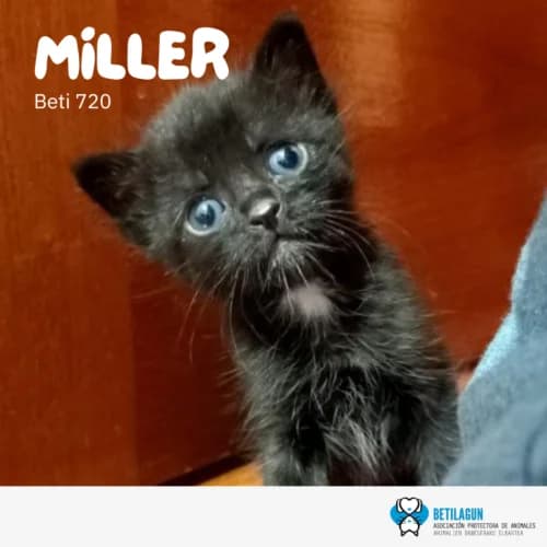 Miller – en preadopción, Mixed Breed (Betilagun)