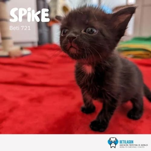 Spike – en preadopción, Mixed Breed (Betilagun)