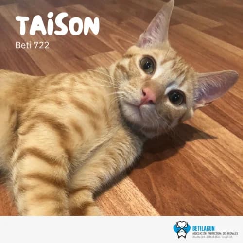 Taison – en preadopción, Mixed Breed (Betilagun)