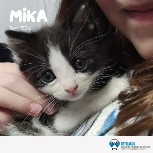 Mika –, Mixed Breed (Betilagun)