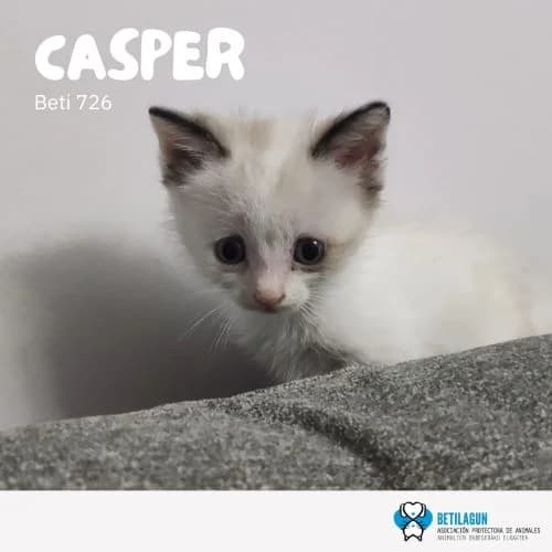 Casper – en preadopción, Mixed Breed (Betilagun)
