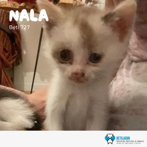 Nala – en preadopción, Mixed Breed (Betilagun)