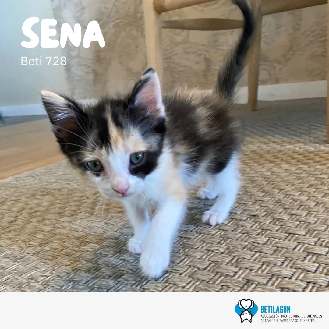 Sena, Mixed Breed (Betilagun)