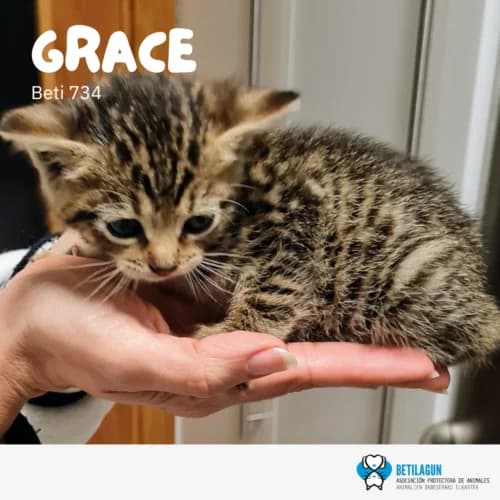 Grace – en preadopción, Mixed Breed (Betilagun)