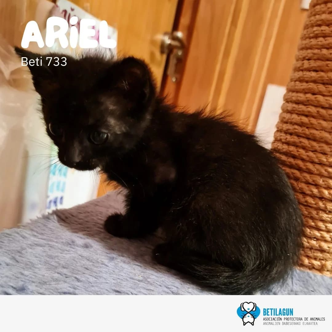 Ariel – en preadopción, Mixed Breed (Betilagun)