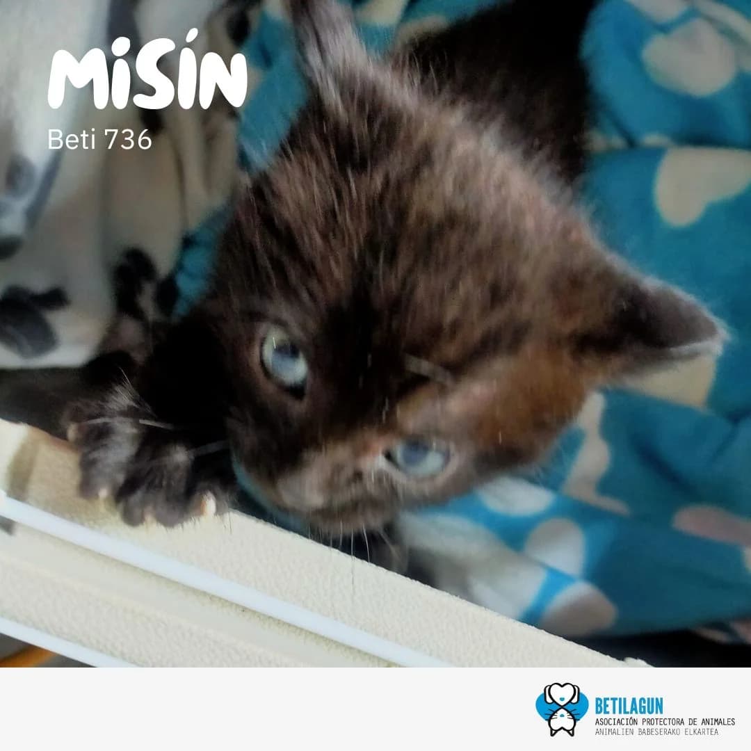 Misín – en preadopción, Mixed Breed (Betilagun)