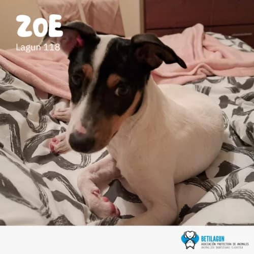 Zoe – en preadopción,  Mixed Breed for adoption at Betilagun
