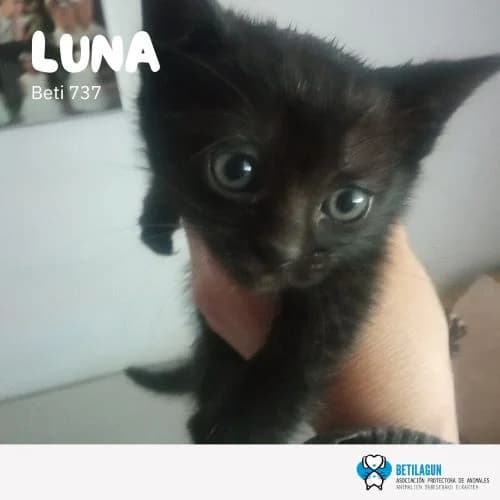 Luna,  Mixed Breed for adoption at Betilagun