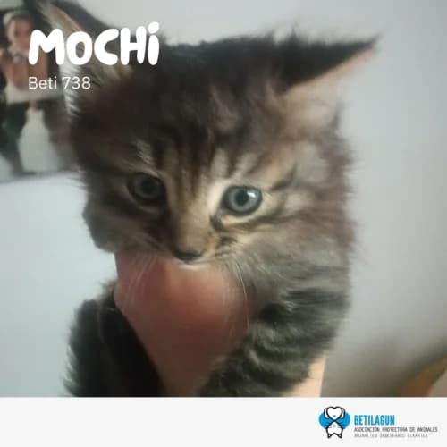 Mochi –, Mixed Breed (Betilagun)