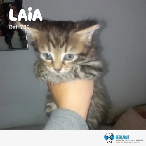 Laia – en preadopción, Mixed Breed (Betilagun)