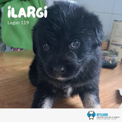 Ilargi – en preadopción, Mixed Breed (Betilagun)