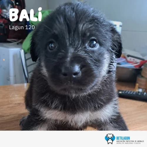 Bali – en preadopción, Mixed Breed (Betilagun)