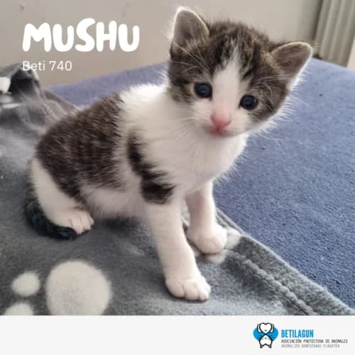 Mushu –, Mixed Breed (Betilagun)