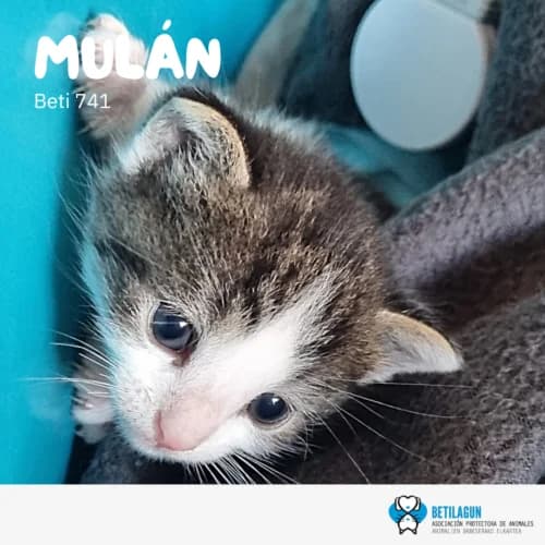 Mulán, Mixed Breed (Betilagun)