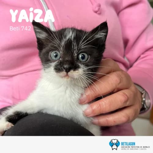 Yaiza, Mixed Breed (Betilagun)